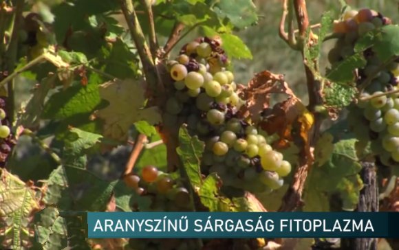 fitoplazmak