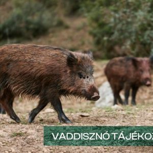 vaddisznok