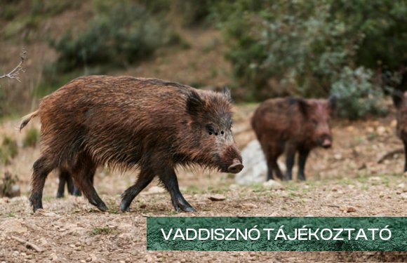 vaddisznok